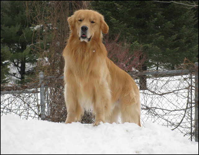 Canuck Dogs Your source for Canadian dog event information online.