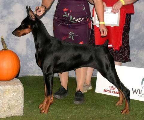 Dobereich dobermans sales