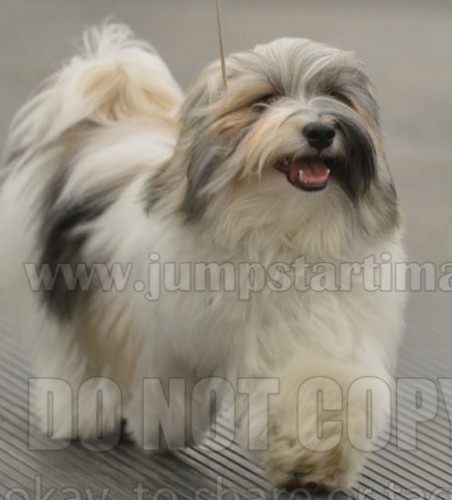 Mistytrails havanese sales