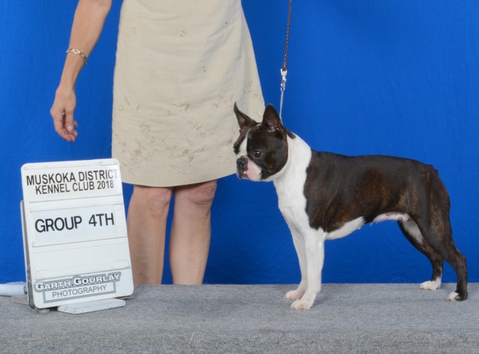 Boston terrier sale westminster 2018