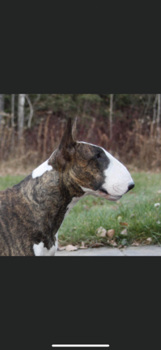 Frankie the hot sale bull terrier