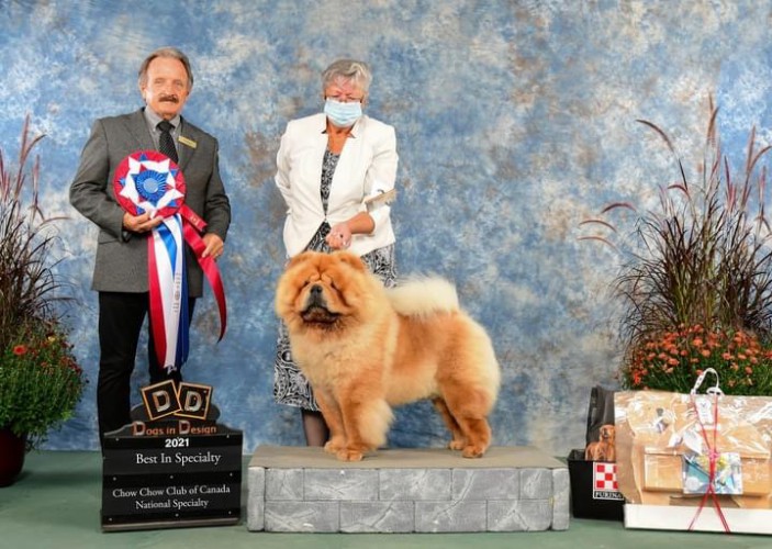 Chow chow dog show best sale