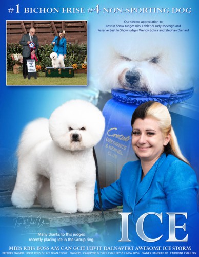 Ice 2024 dog shows