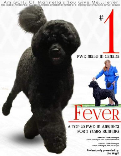 what can u give dog for fever