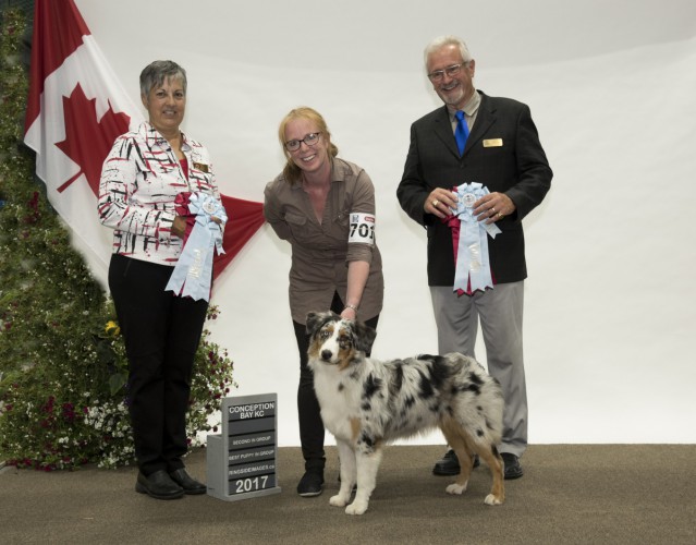 Aleshanee store australian shepherds