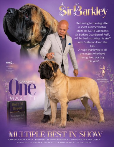 Canadian mastiff best sale