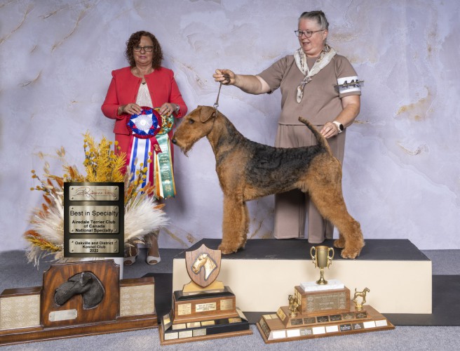 National airedale hot sale terrier association