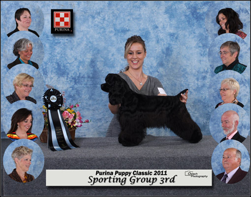 dog photo