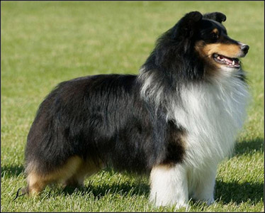 dog photo