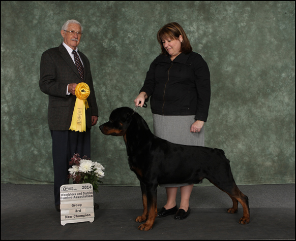 dog photo