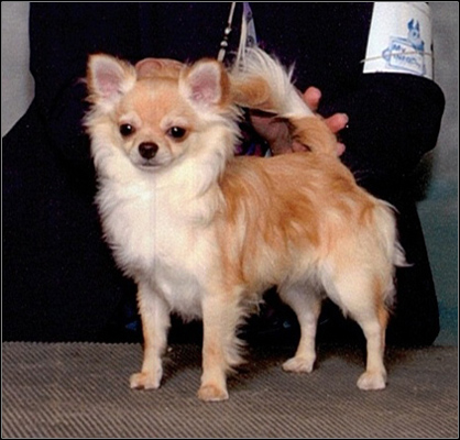 dog photo