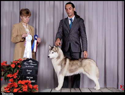 dog photo
