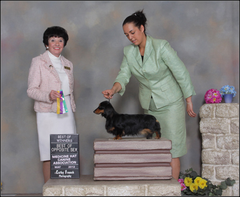 dog photo