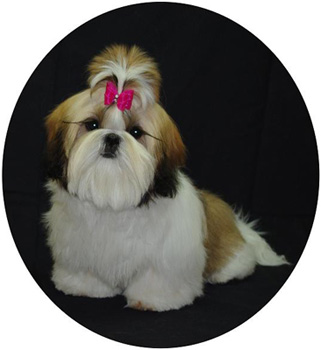 dog photo