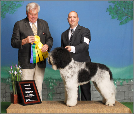 dog photo