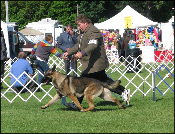 dog photo