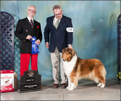 Shetland sheepdog hot sale shows 2019