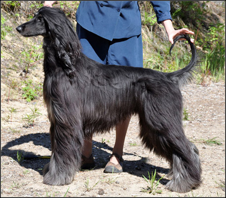 dog photo