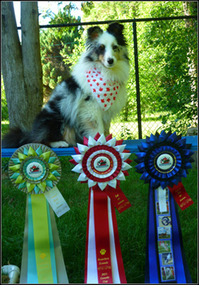 dog photo