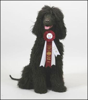 dog photo