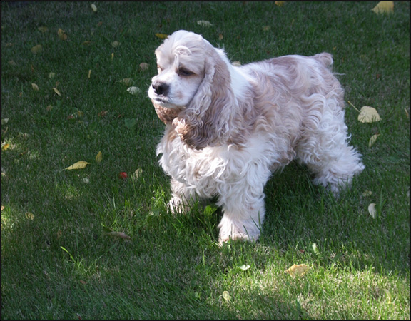 dog photo
