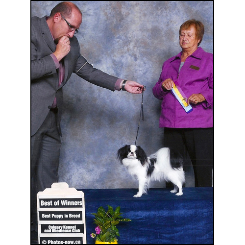 dog photo