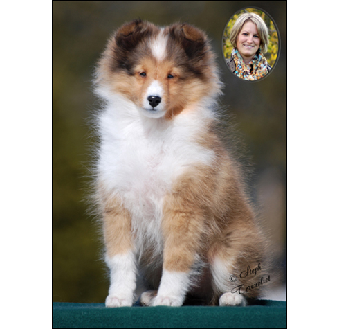 dog photo