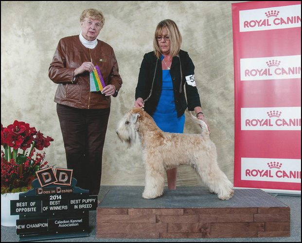 dog photo