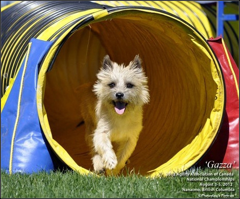 dog photo
