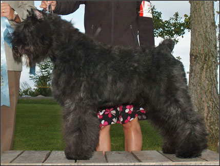 dog photo