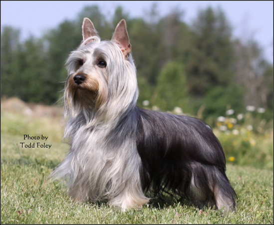 dog photo