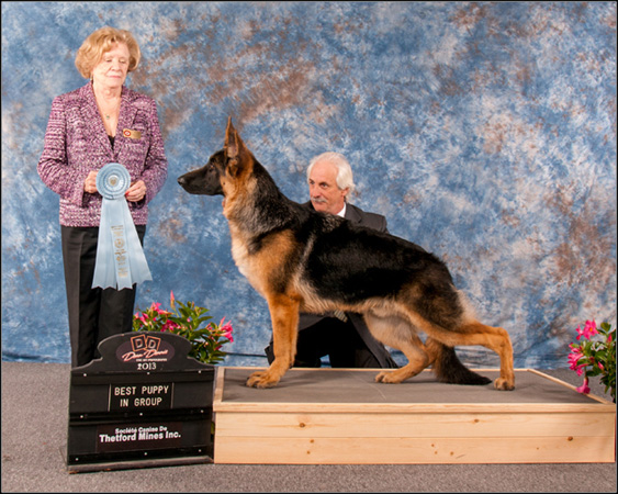 dog photo