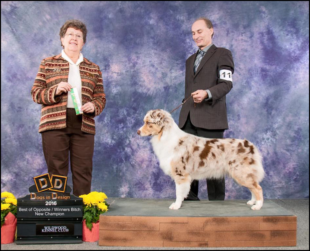 dog photo