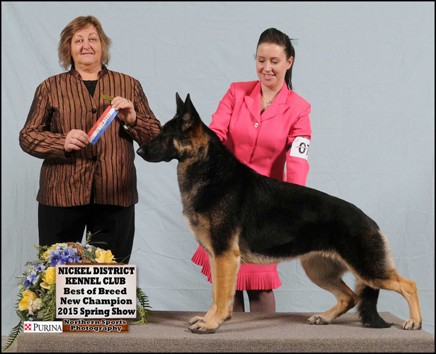 dog photo