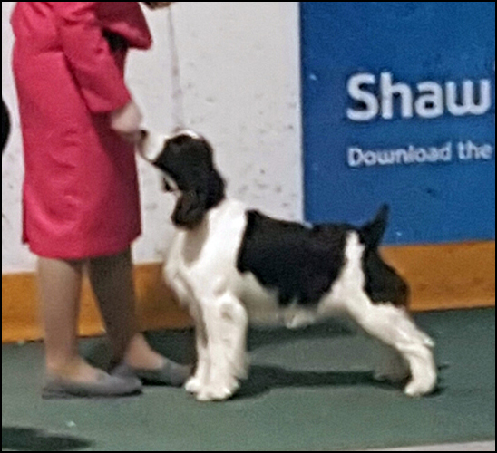 dog photo