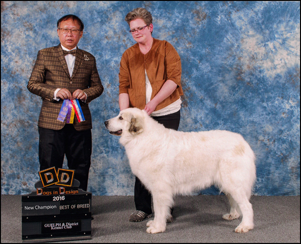dog photo