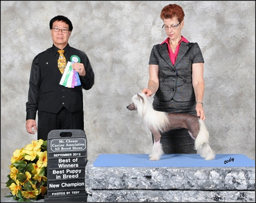dog photo