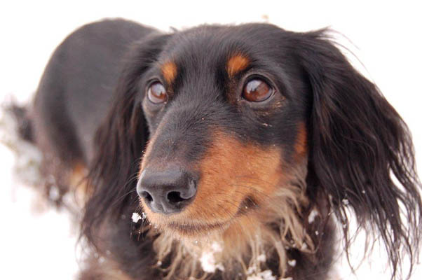dog photo