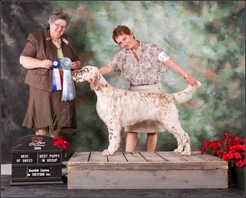 dog photo