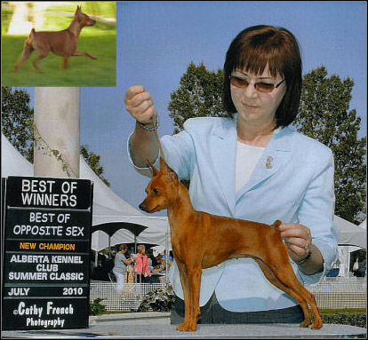 dog photo