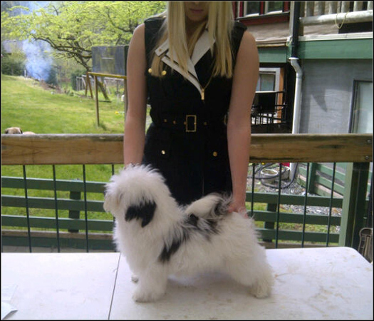 dog photo
