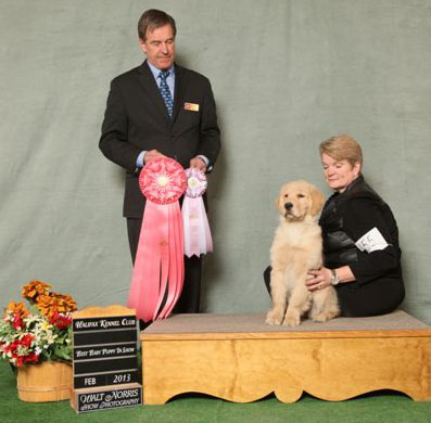 dog photo