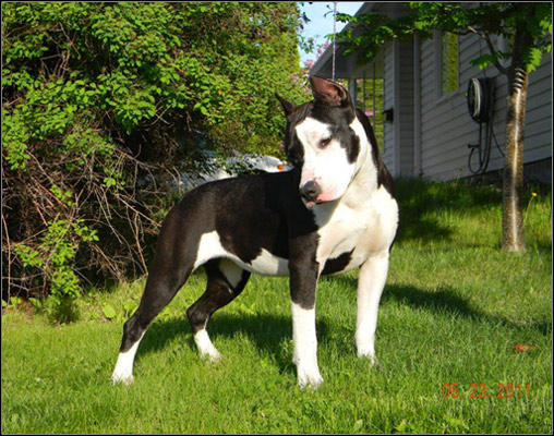 dog photo