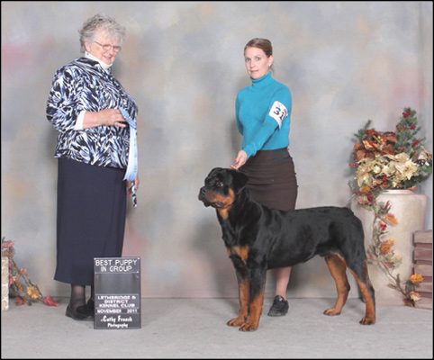 dog photo
