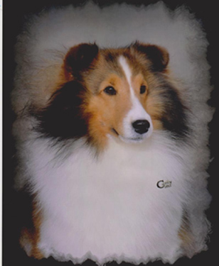 Heartstrings fashion shelties