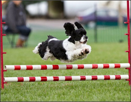 Strathglen best sale standard poodles