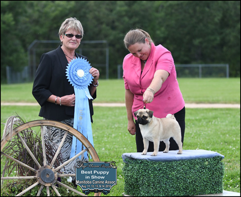 Coomara kennels sales