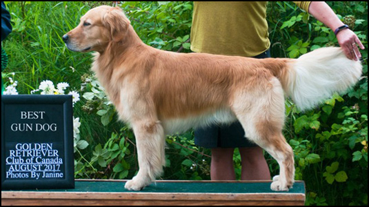 Ckc golden retriever best sale